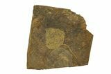 Paleocene Fossil Leaf (Cocculus) - North Dakota #269478-1